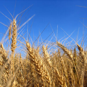 grano