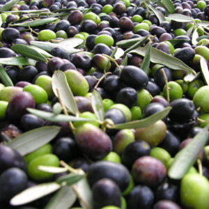 olive