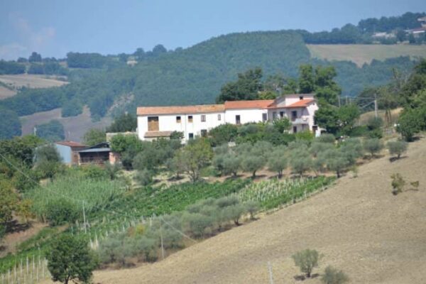 oliveto