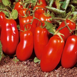 pomodoro-san-marzano